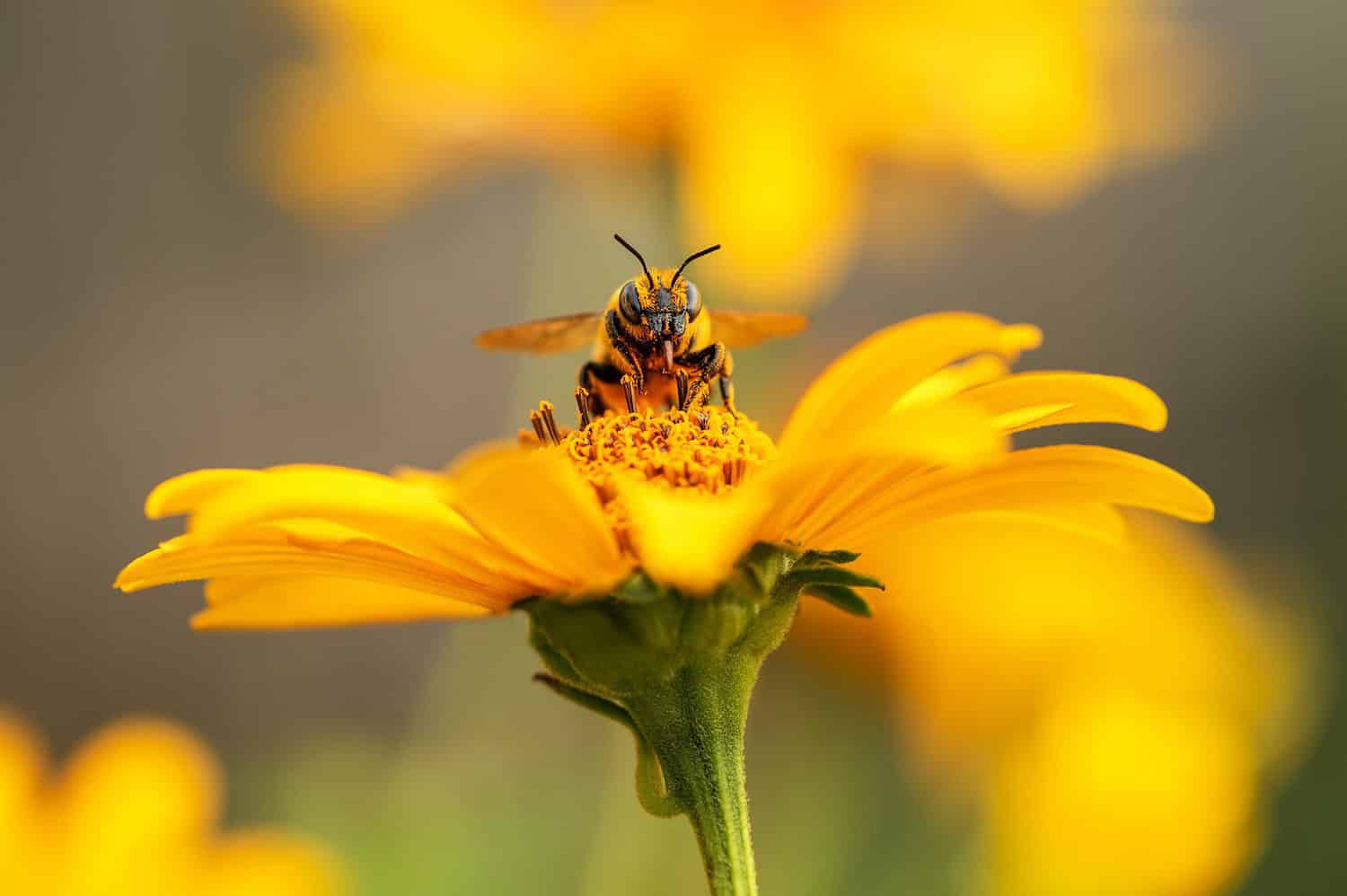 Bee collecting nectar from a yellow flower, close-up of the bee on the petal, insect pollination, nature in action, vibrant yellow flower