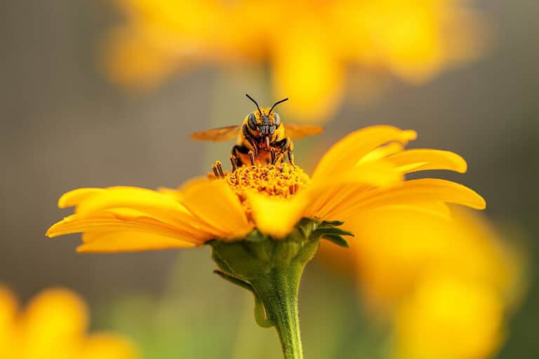 Bee collecting nectar from a yellow flower, close-up of the bee on the petal, insect pollination, nature in action, vibrant yellow flower