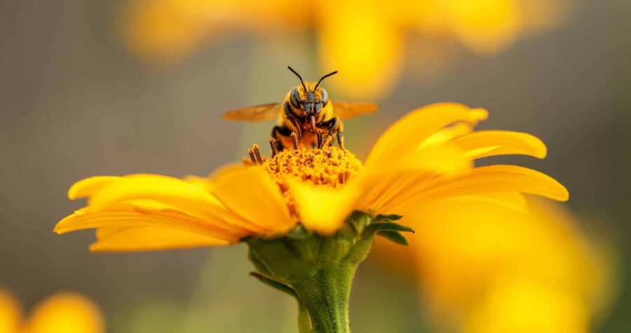 Bee collecting nectar from a yellow flower, close-up of the bee on the petal, insect pollination, nature in action, vibrant yellow flower