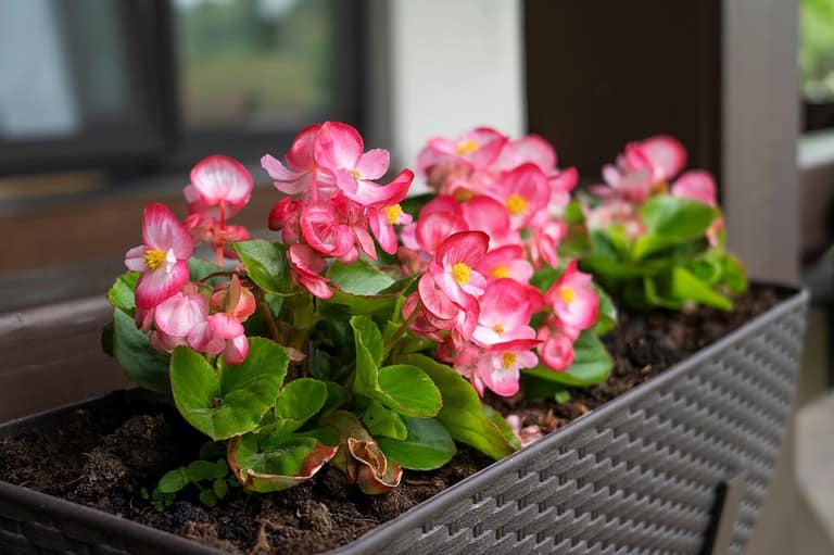 Begonia flowers in a planter, vibrant pink blooms, healthy green leaves, decorative flowers in a container, potted flowering plant, blooming begonias