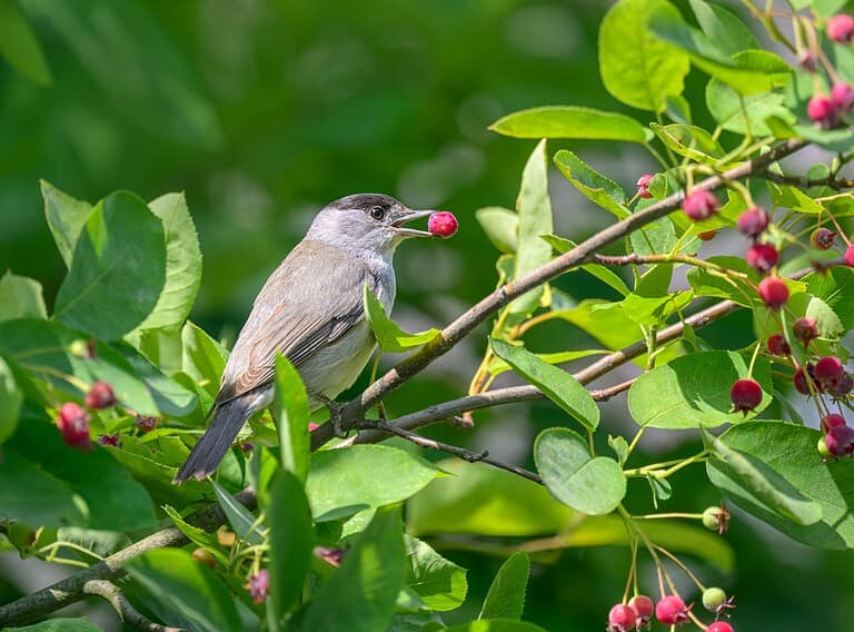 11 Cozy Hideouts In Your Garden Where Tiny Birds Snooze