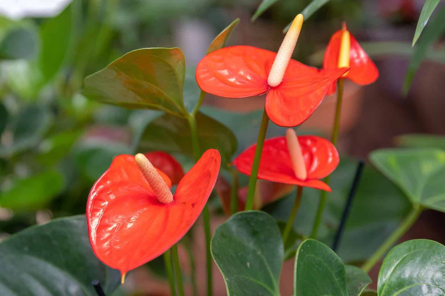 Bright red Anthurium flowers, glossy heart-shaped spathes, pale yellow spadices, surrounded by dark green leaves, tropical indoor plant, vibrant and ornamental