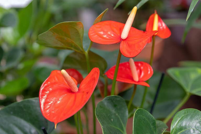 Bright red Anthurium flowers, glossy heart-shaped spathes, pale yellow spadices, surrounded by dark green leaves, tropical indoor plant, vibrant and ornamental