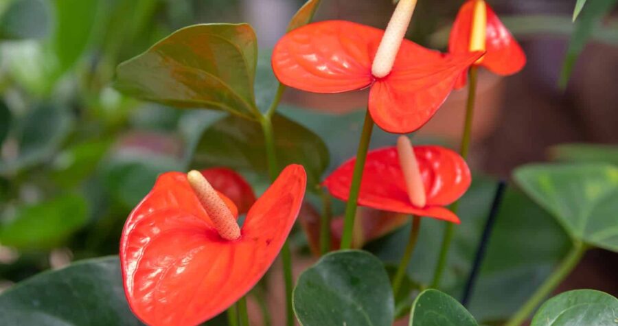 Bright red Anthurium flowers, glossy heart-shaped spathes, pale yellow spadices, surrounded by dark green leaves, tropical indoor plant, vibrant and ornamental