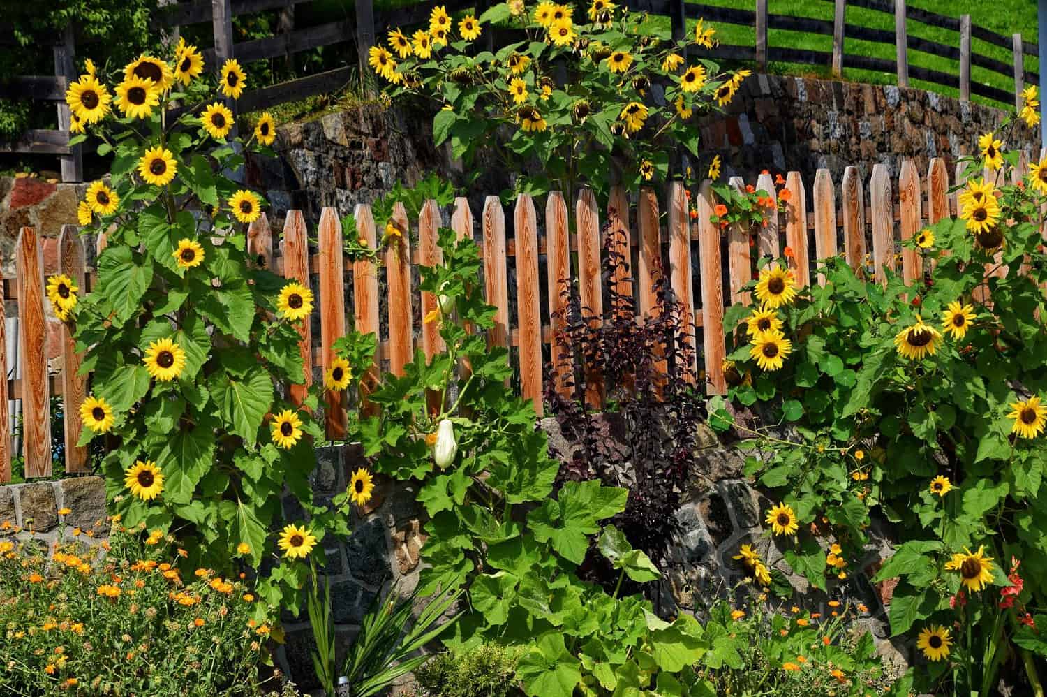 Wooden fence, sunflowers, lush green foliage, rustic garden scene, yellow blossoms, garden border, sunny landscape, wooden pickets, wildflower setting