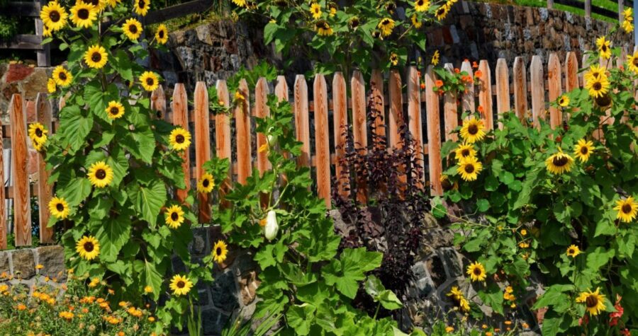 Wooden fence, sunflowers, lush green foliage, rustic garden scene, yellow blossoms, garden border, sunny landscape, wooden pickets, wildflower setting