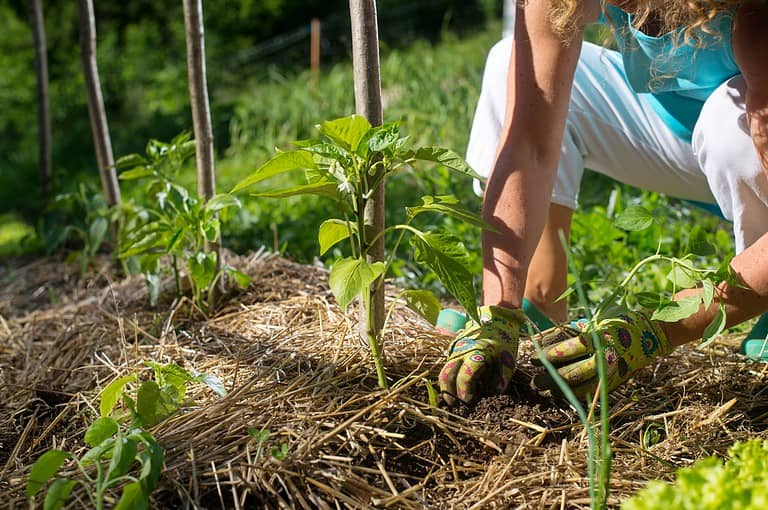 A person wearing gardening gloves is tending to a young plant in a mulched garden bed, surrounded by green vegetation, using stakes for plant support