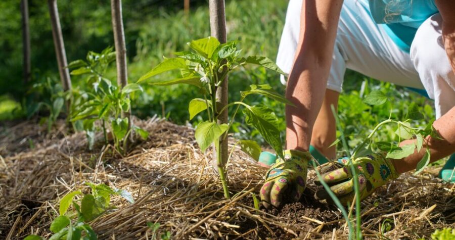 A person wearing gardening gloves is tending to a young plant in a mulched garden bed, surrounded by green vegetation, using stakes for plant support