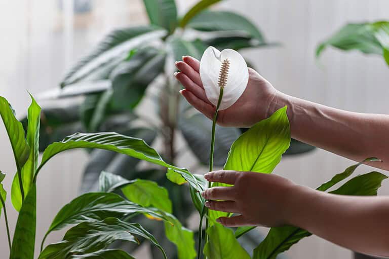 Peace Lilies Deserve a Spot in Your Home—Here’s How to Care for Them