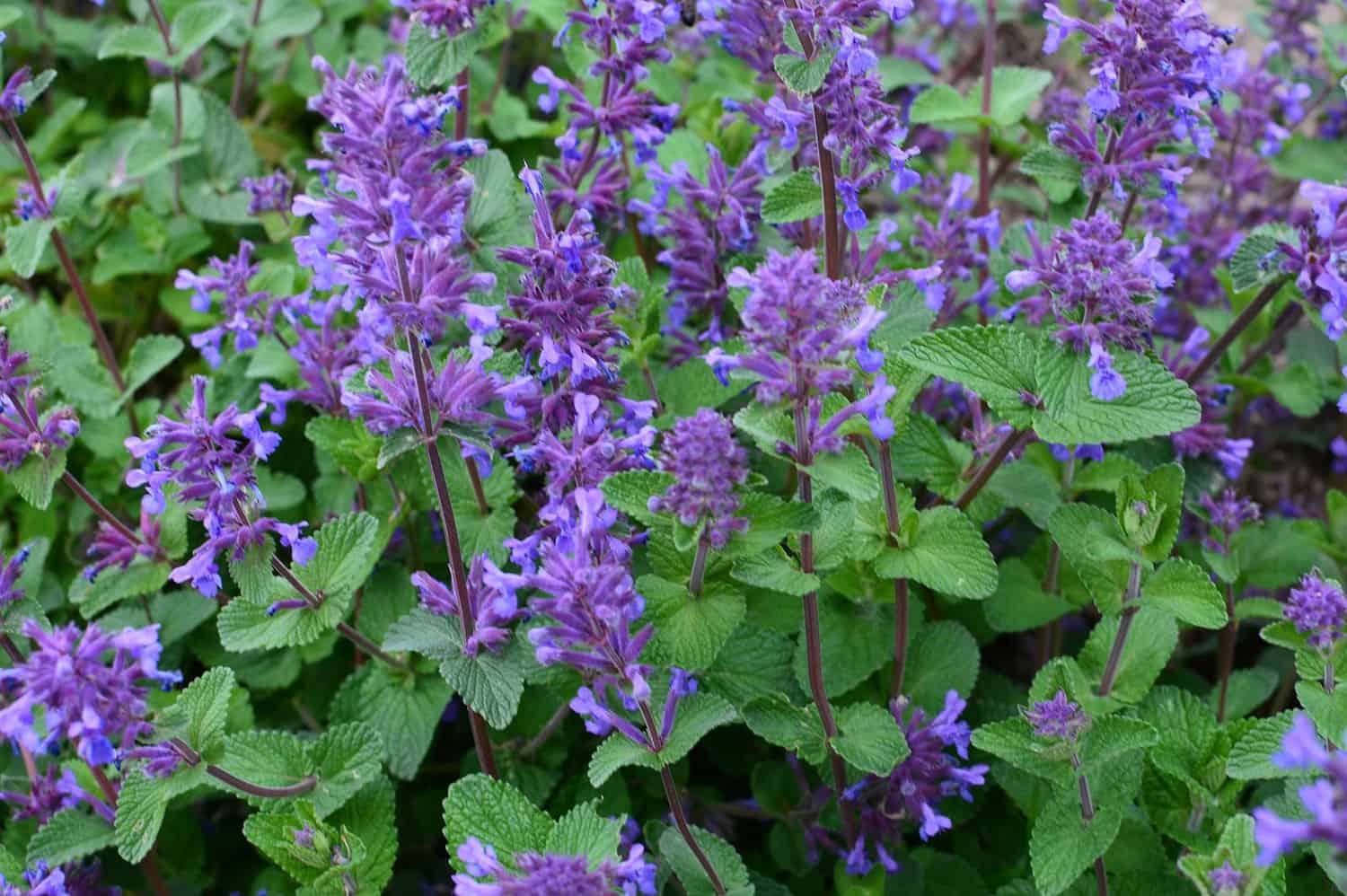 Catmint plant, vibrant purple flowers, lush green leaves, dense foliage, ornamental garden, pollinator-friendly