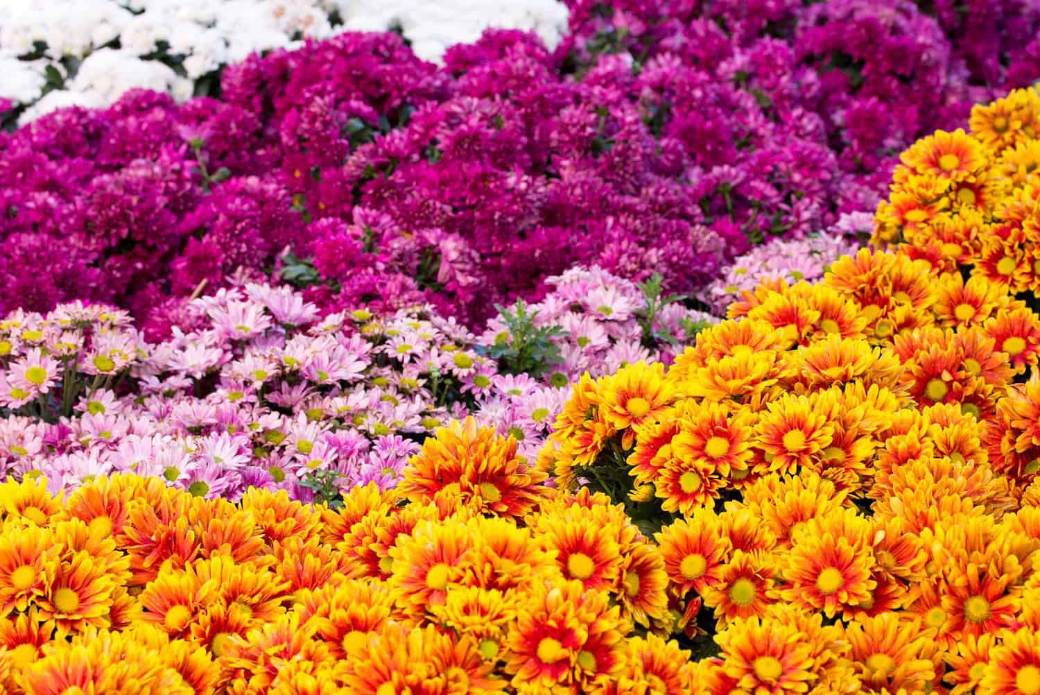 Vibrant flower garden with bright purple, pink, and orange blooms, densely packed, colorful floral display