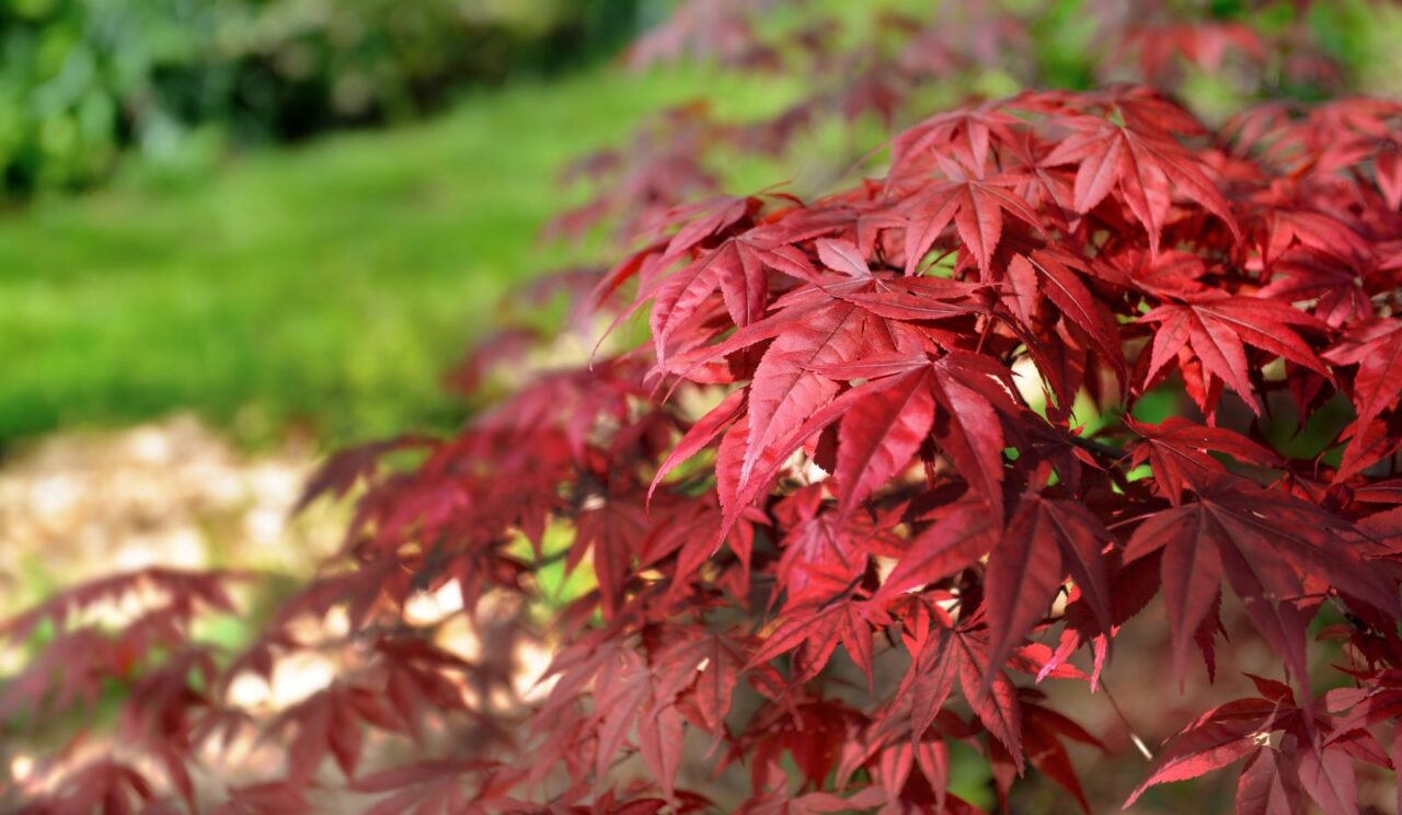 Close-up of red leaves on a Japanese maple tree, deeply lobed foliage with pointed tips, vibrant red color