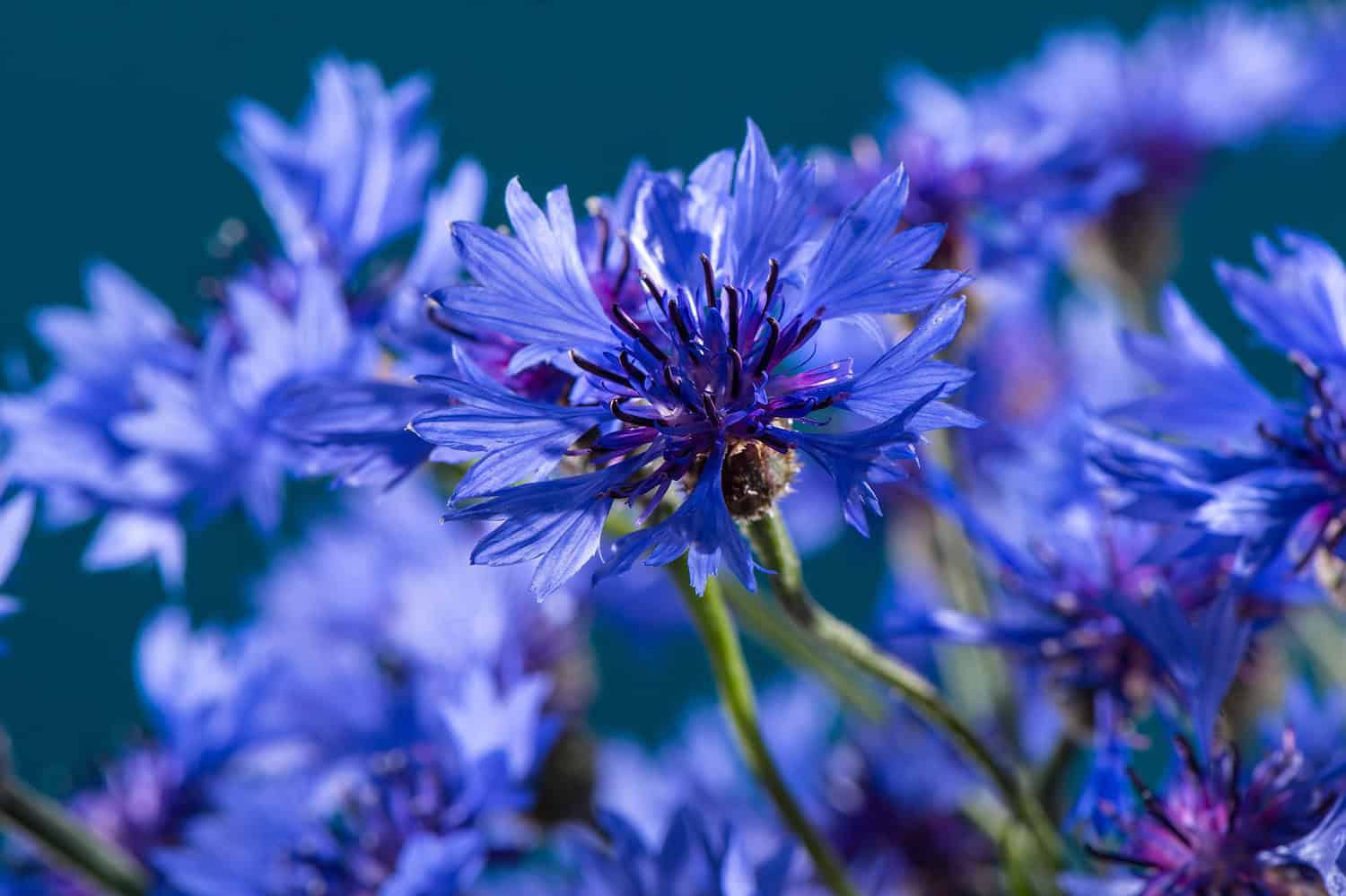 A close-up of vibrant blue cornflowers with delicate petals, a deep purple center, and a blurred blue background