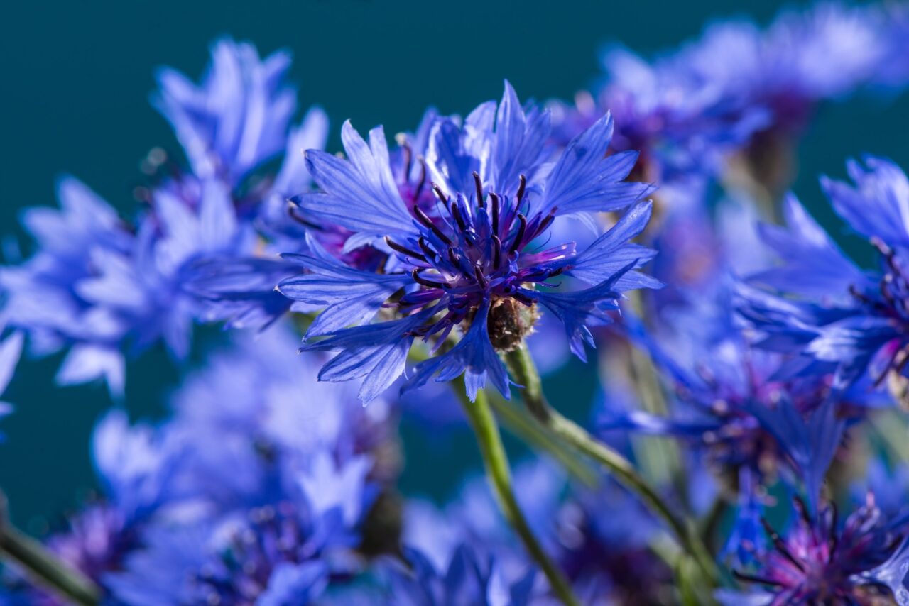 A close-up of vibrant blue cornflowers with delicate petals, a deep purple center, and a blurred blue background
