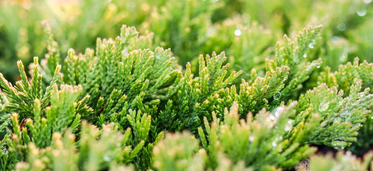 Close-up of lush green conifer branches, fresh needle-like foliage, bright natural light, soft focus background
