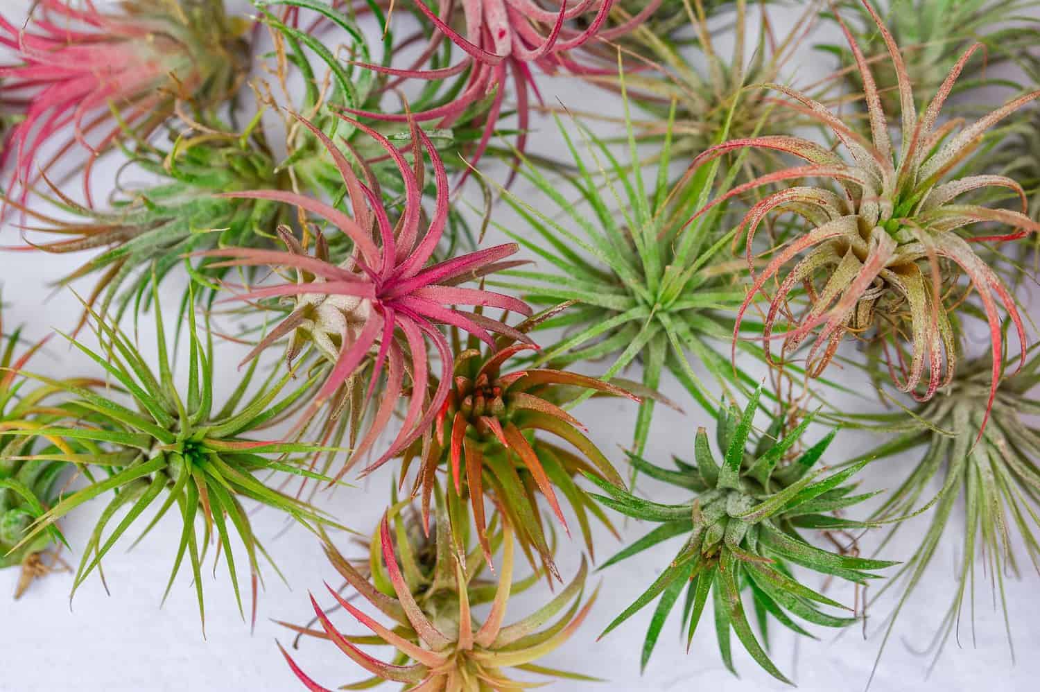 Colorful air plants (tillandsia) with spiky green foliage and pink flowering tips arranged in a cluster