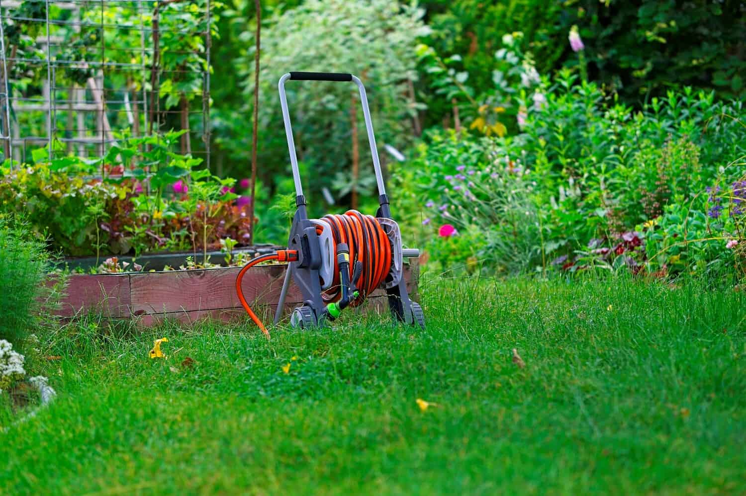 Garden hose reel with orange hose on green lawn, raised wooden garden beds with plants in background, garden tools nearby