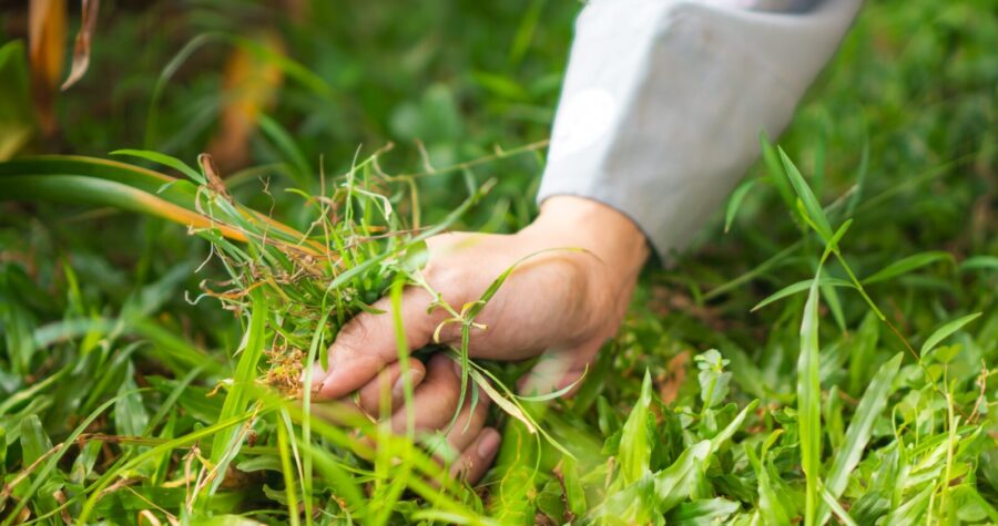 Hand in white sleeve examining grass blades, person inspecting lawn quality, fingers touching green grass