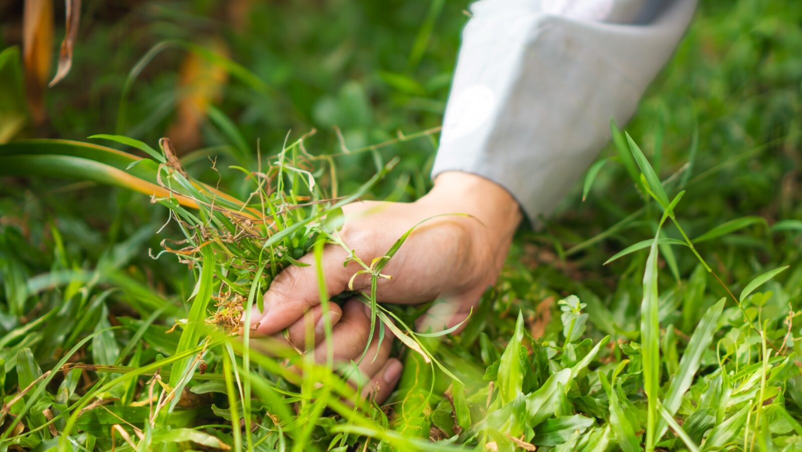 Hand in white sleeve examining grass blades, person inspecting lawn quality, fingers touching green grass