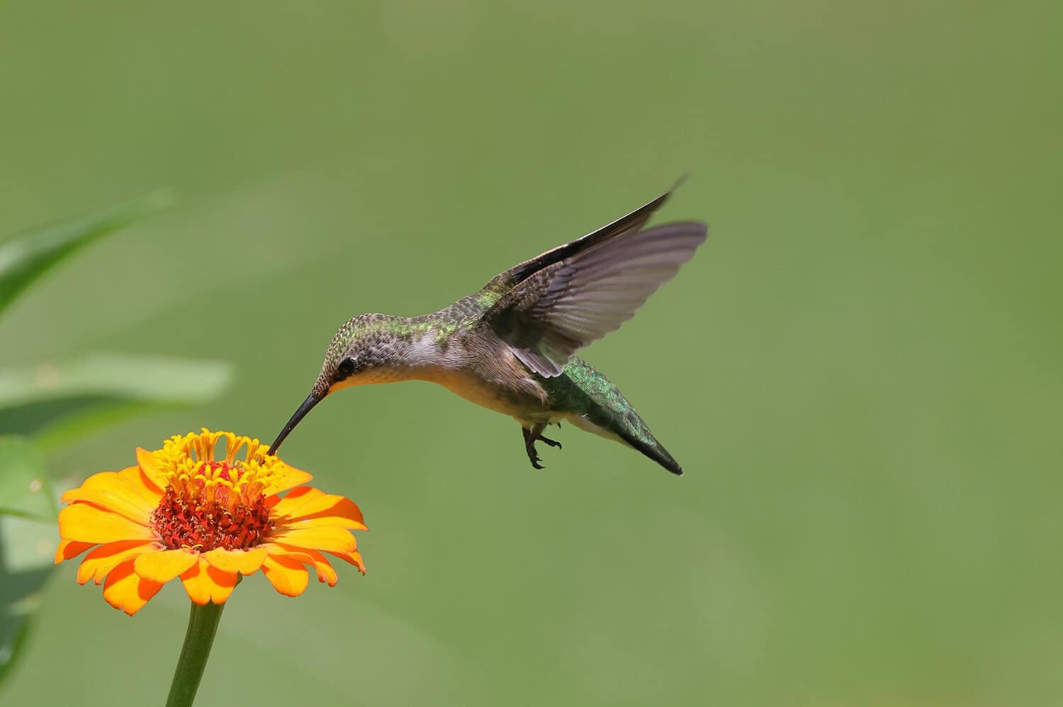 Hummingbird hovering near a bright orange flower, feeding from the blossom, wings in motion, vibrant green feathers visible, soft green blurred background, clear focus on the bird and flower