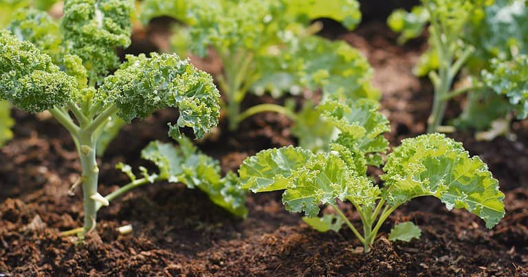 Young kale plants growing in dark soil, water droplets on curly green leaves, close-up of healthy seedlings, fresh garden vegetables sprouting, moist garden bed