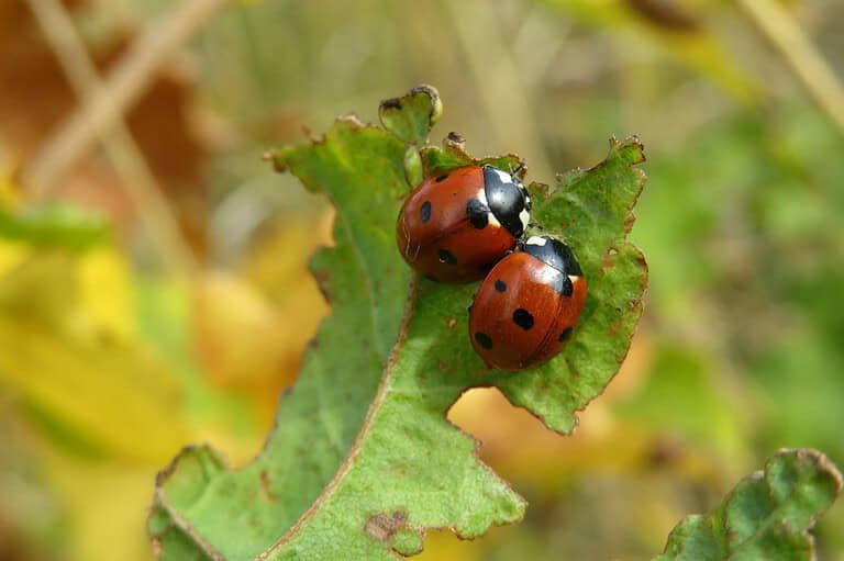 Two red ladybugs with black spots on a green leaf, natural outdoor setting, blurred foliage in the background