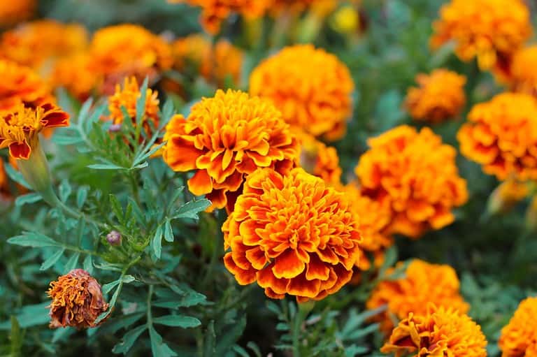 Bright orange marigold flowers with densely-packed petals, green foliage, garden setting, vibrant pompom-shaped blooms