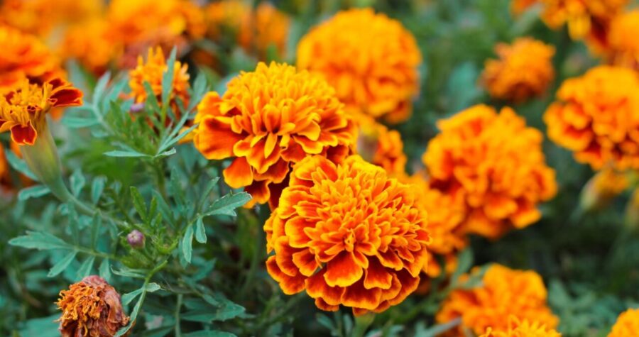 Bright orange marigold flowers with densely-packed petals, green foliage, garden setting, vibrant pompom-shaped blooms