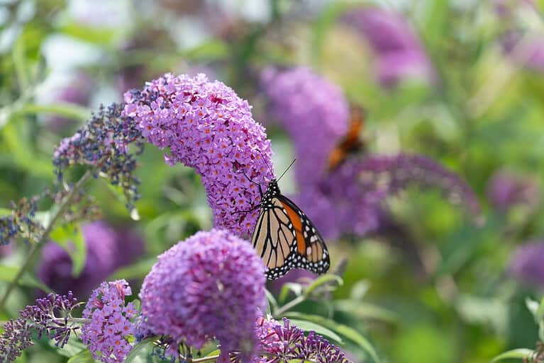 monarch butterfly gathering nectar from a Buddleja davidii or butterfly bush