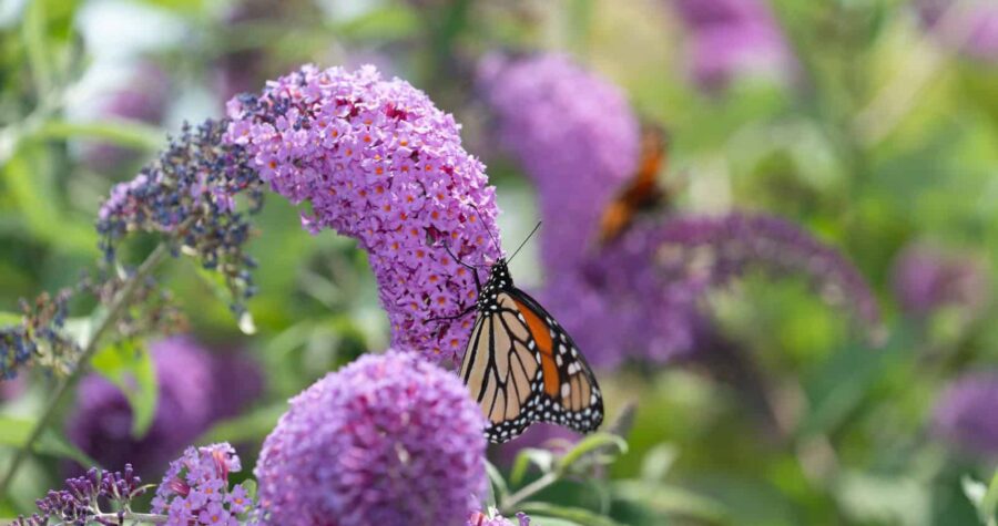 monarch butterfly gathering nectar from a Buddleja davidii or butterfly bush