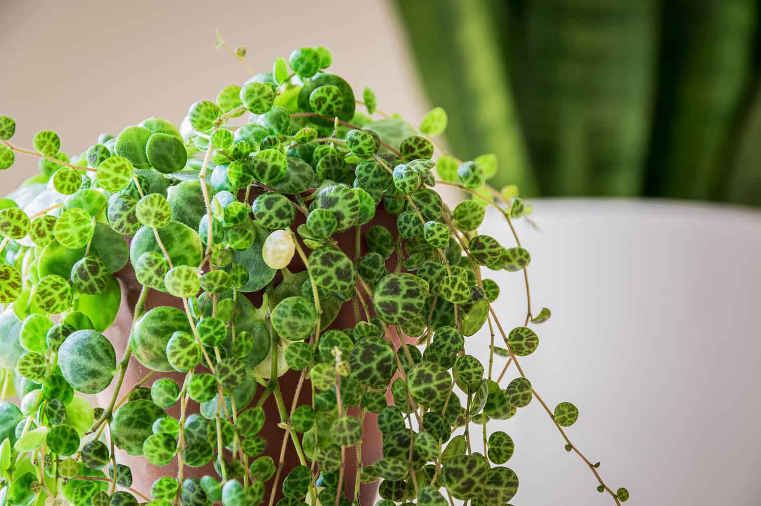Vibrant string of turtles succulent plant with small round green leaves cascading from a terracotta pot against blurred background