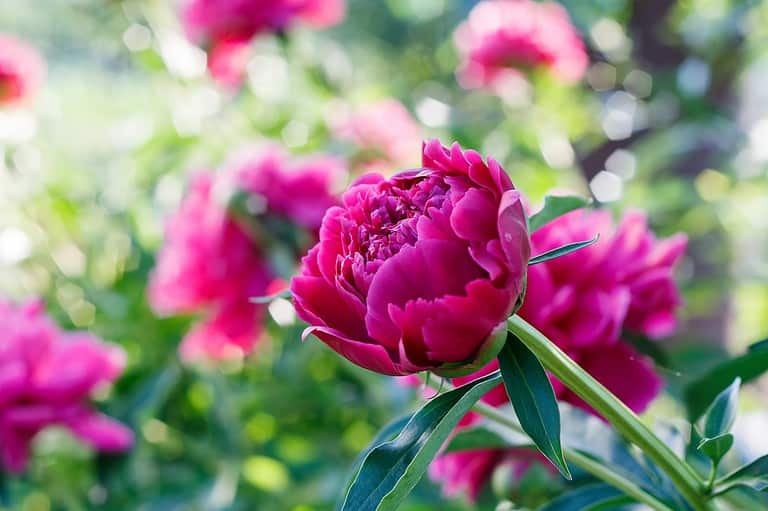Close-up of a blooming peony, vibrant pink petals, lush green leaves, soft-focus background, garden setting