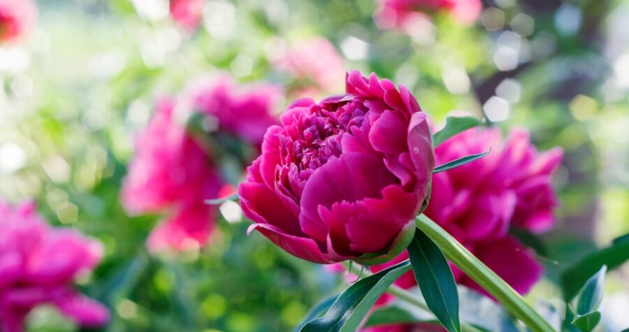 Close-up of a blooming peony, vibrant pink petals, lush green leaves, soft-focus background, garden setting