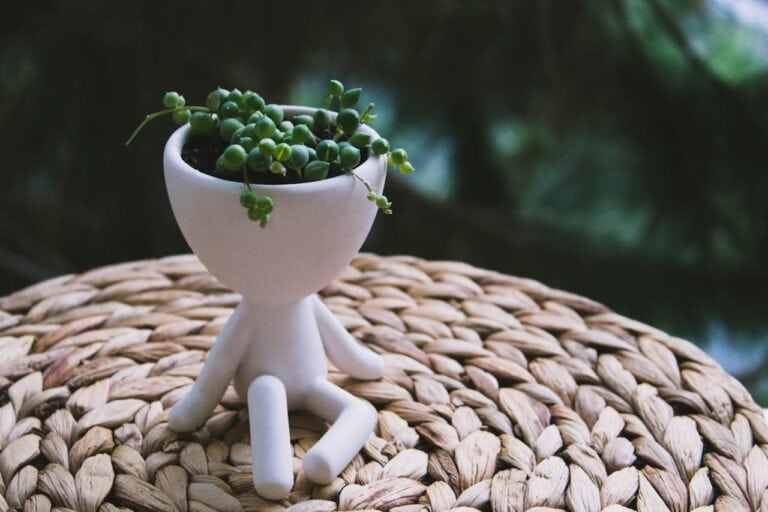 Quirky Houseplants That’ll Instantly Upgrade Your Home