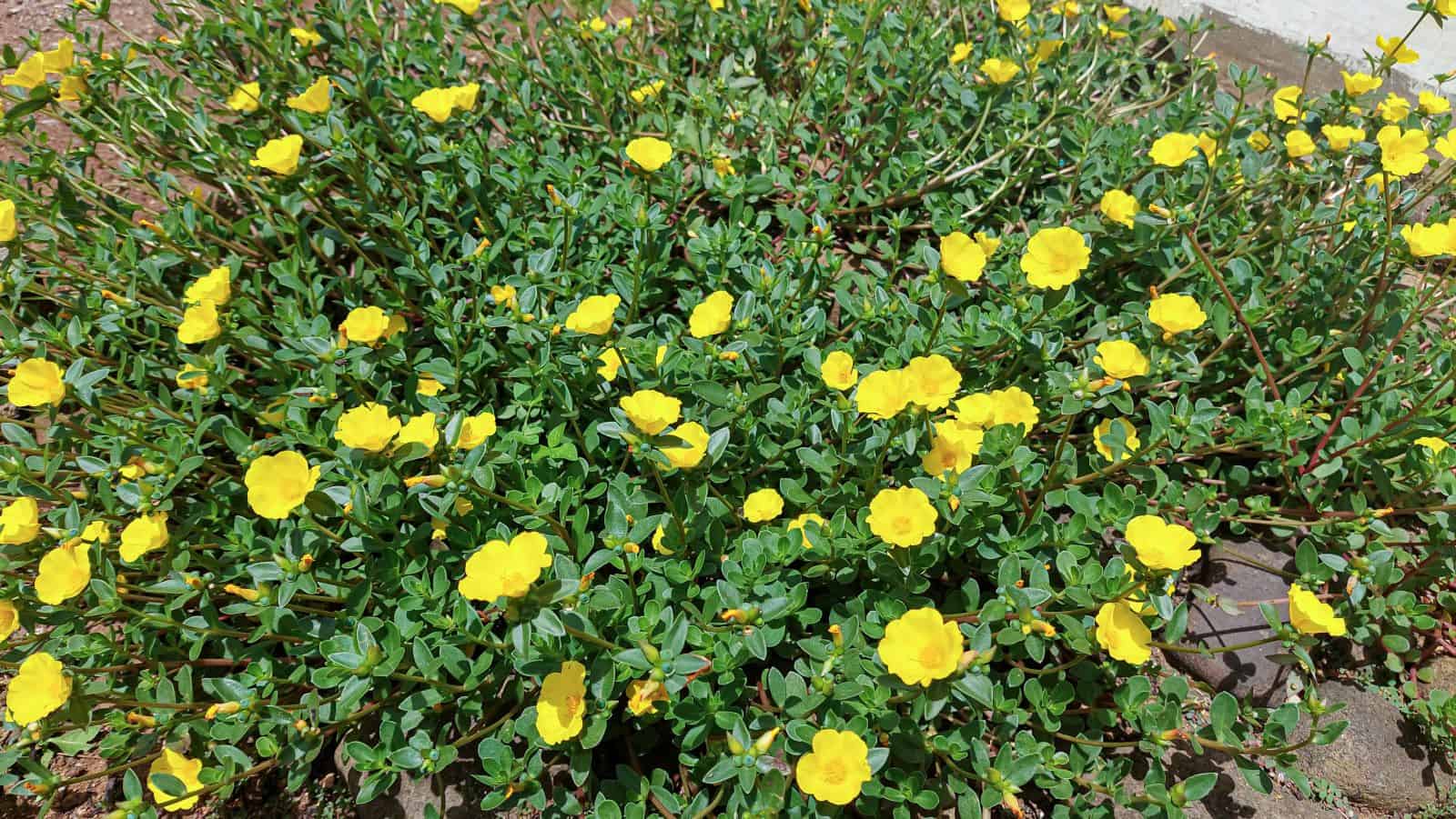 Small yellow flowers with round blooms scattered across dense green groundcover foliage, growing in a natural garden setting