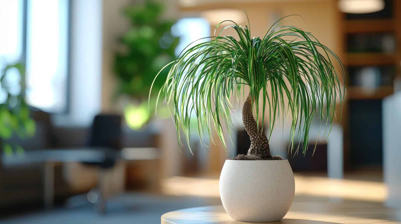 A Ponytail Palm plant with green arching leaves growing from a short brown trunk in a round white ceramic pot. The plant is photographed against a softly blurred interior background with furniture visible