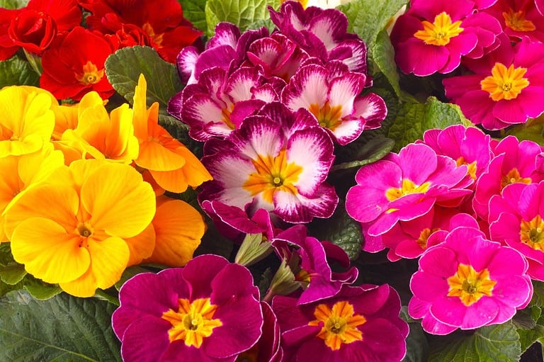 15 Edible Plants and Flowers You Didn’t Know You Could Eat