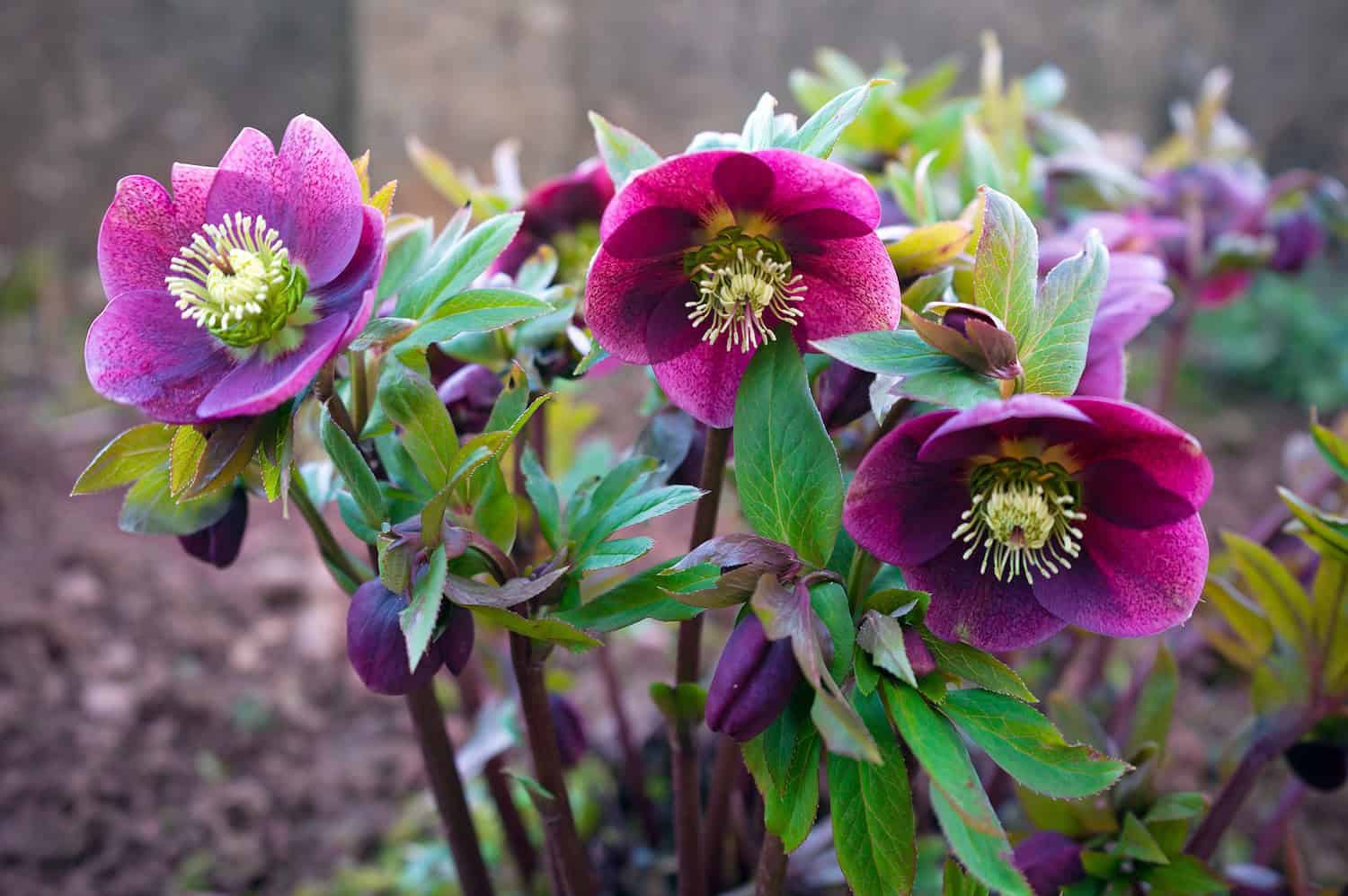 Purple hellebore flowers, yellow-green centers, lush green leaves, blooming in early spring, garden setting, slightly blurred background