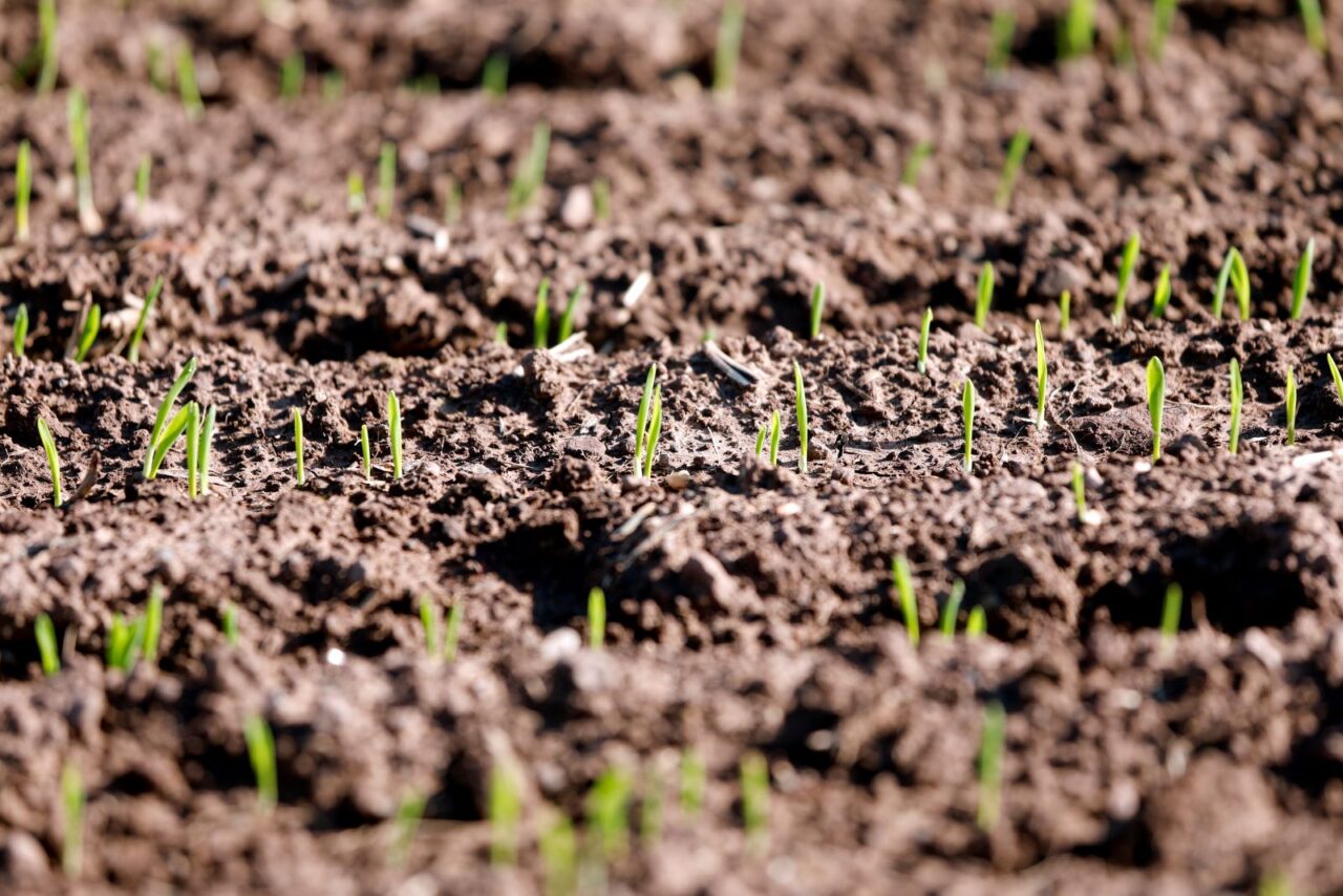 Close-up of a soil bed with small green seedlings sprouting, evenly spaced in rows, indicating early plant growth and cultivation