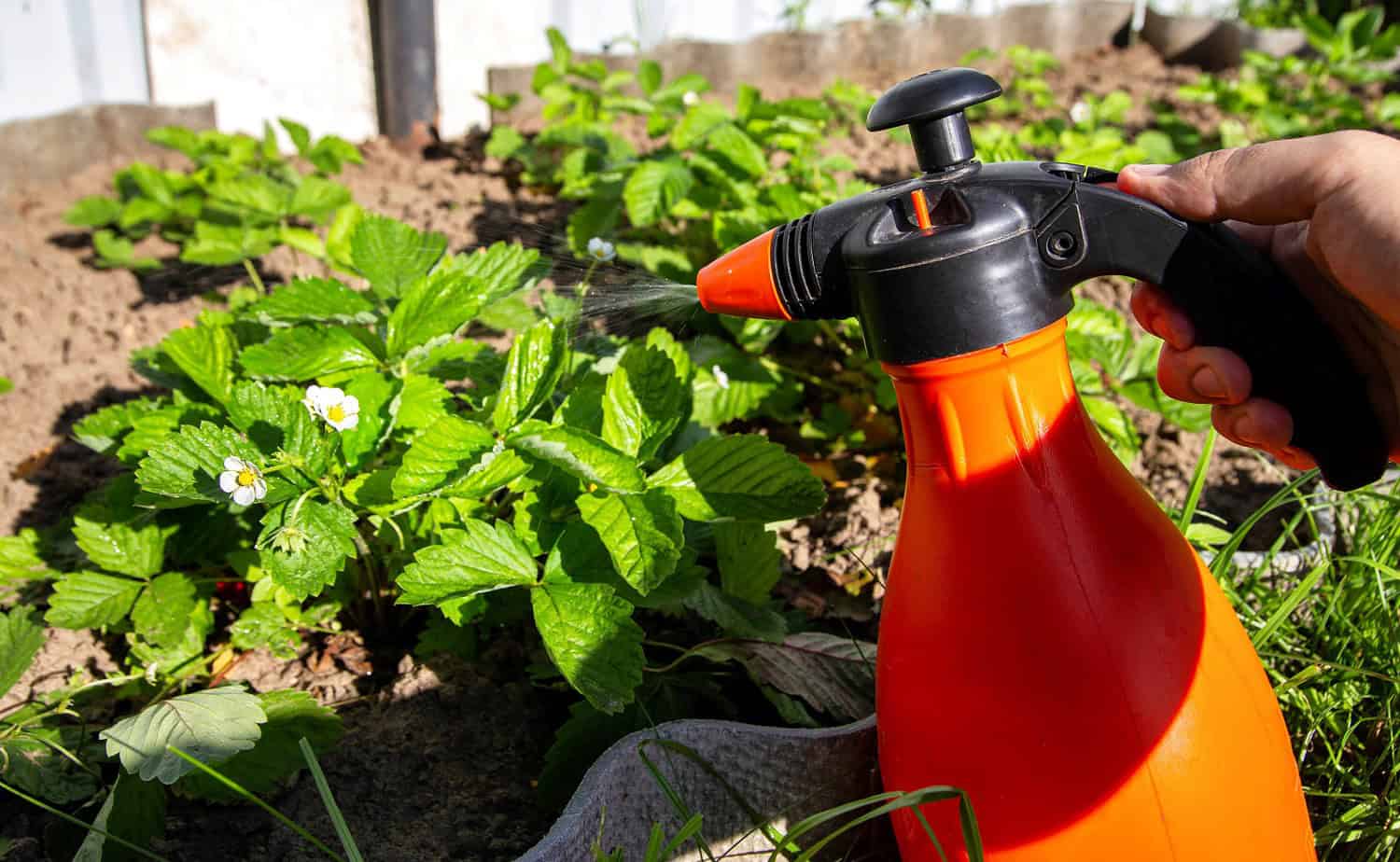 Hand-held spray bottle with an orange body, spraying pesticide on strawberry plants in the garden, pest control, protecting plants from potential pests, clear focus on sprayer and plants