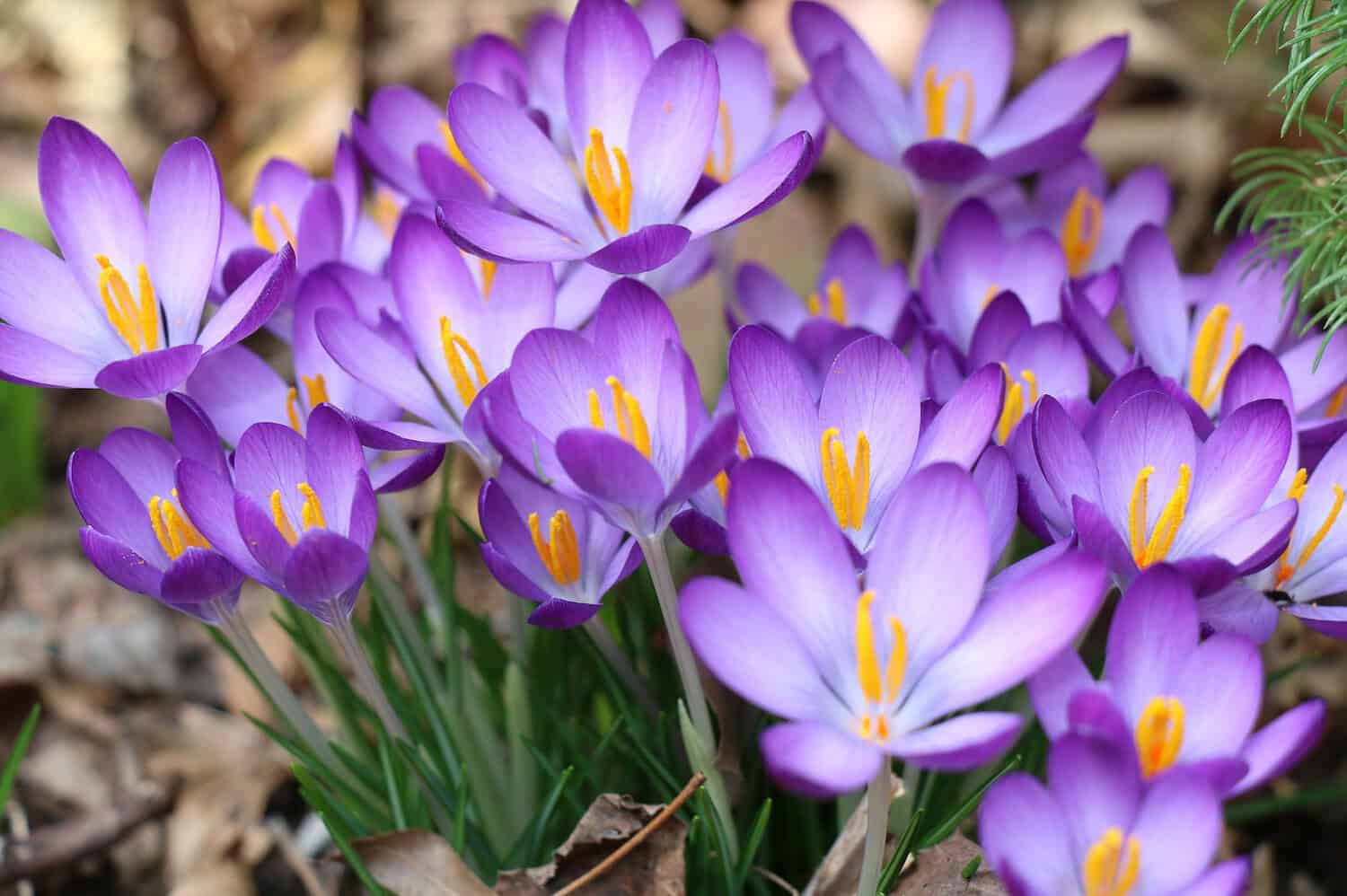 Purple spring crocus flowers with bright yellow stamens and green leaves blooming in early spring garden setting