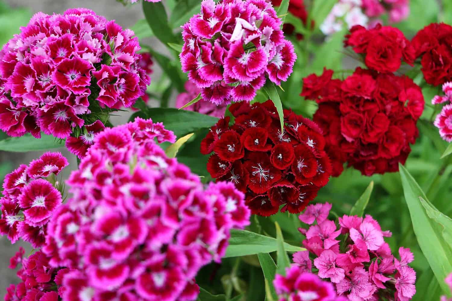Vibrant clusters of sweet william flowers in bright pink and deep red with ruffled petals against green foliage
