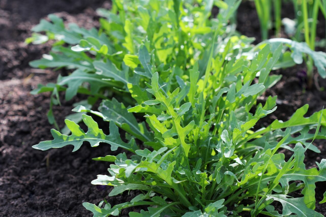 Young arugula plant with jagged, dark green leaves growing in a garden, the slender stems supporting multiple leafy fronds, visible against a dark background
