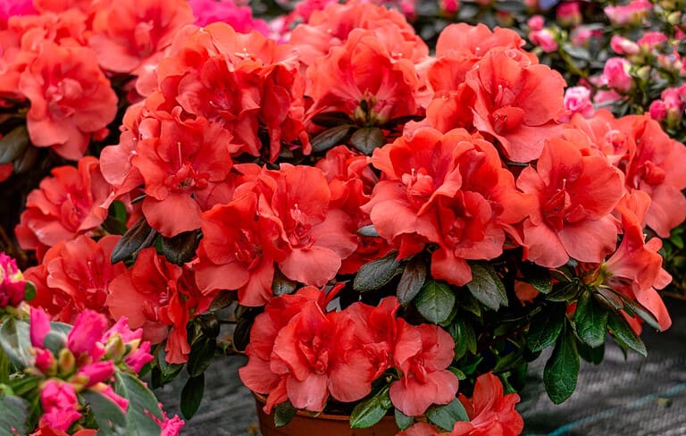 Vibrant red azalea flowers, lush green leaves, potted plant, full blossoms, decorative garden plant, bright and fresh, floral arrangement, greenhouse setting, blooming season, ornamental shrub