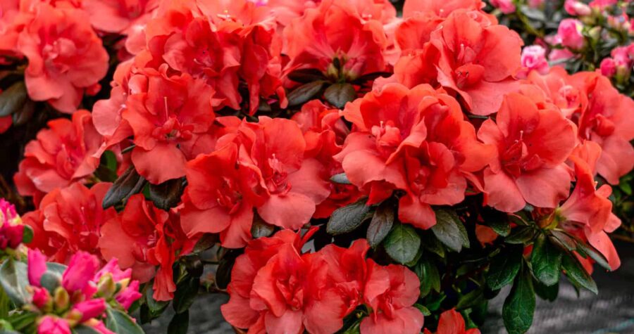 Vibrant red azalea flowers, lush green leaves, potted plant, full blossoms, decorative garden plant, bright and fresh, floral arrangement, greenhouse setting, blooming season, ornamental shrub