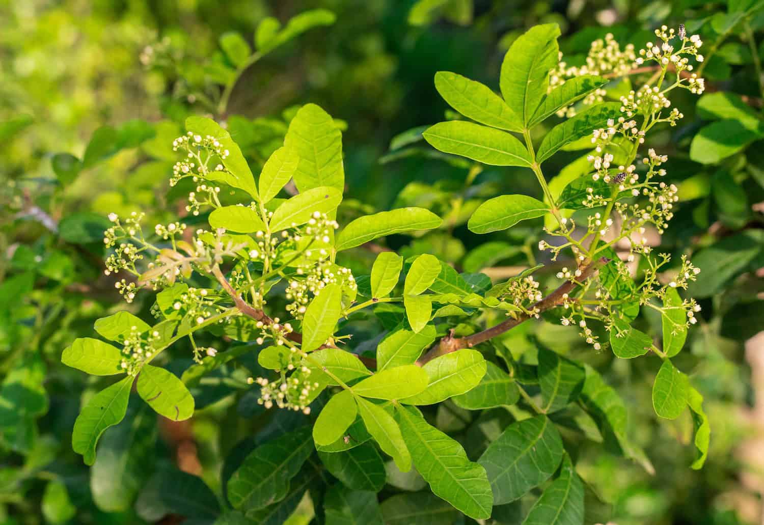 Brazilian Pepper Tree branch with compound green leaves and clusters of small white-green flower buds in natural outdoor setting
