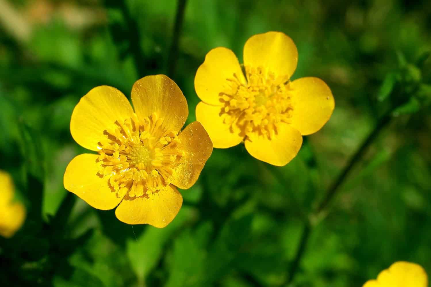 Close-up of two bright yellow buttercup flowers with five petals each against blurred green foliage background