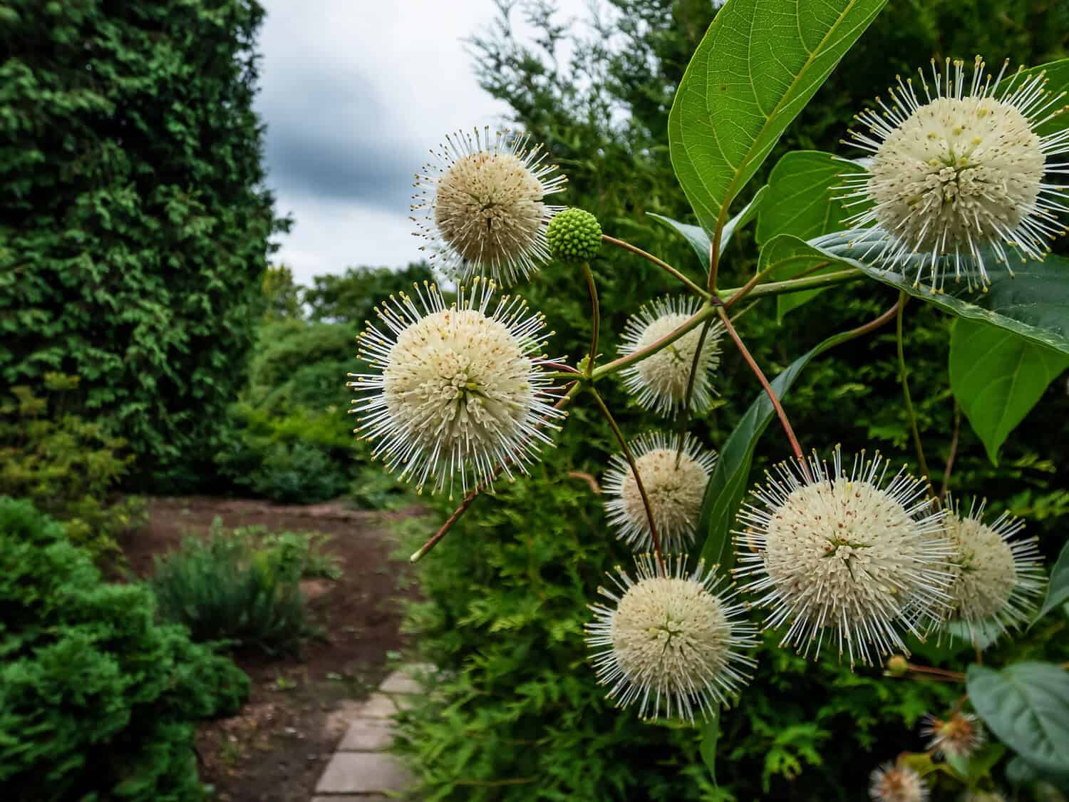 White spherical flowers with spiky petals growing on a green bush near a garden path, surrounded by dense greenery under a cloudy sky, highlighting a natural and serene outdoor setting