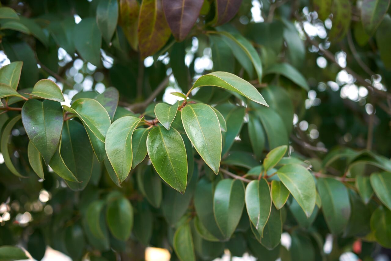 Chinese Privet branch with glossy green oval leaves in dappled sunlight, showing characteristic foliage pattern of invasive shrub species