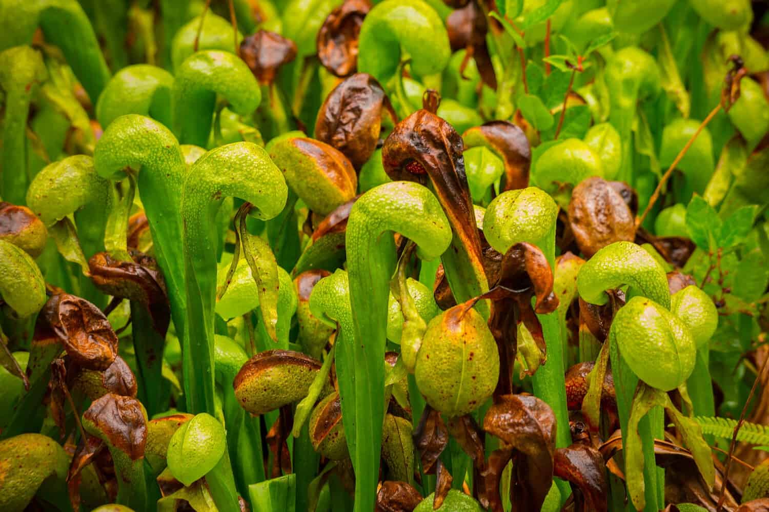 Sarracenia pitcher plants growing, tall green pitchers, brown and dried pitchers visible, carnivorous plants, attracting and trapping insects, natural environment, plant structure designed for trapping